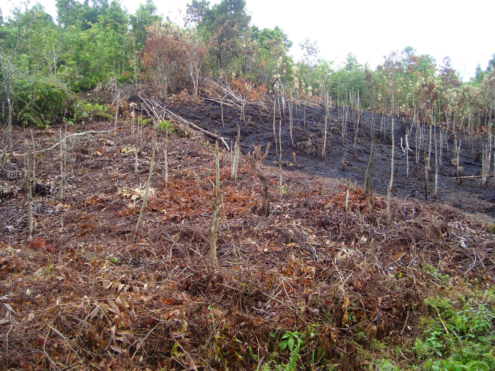 Krisis Hutan Indonesia: Deforestasi Melonjak 27% di Tahun 2023